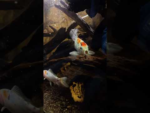 Shubunkin goldfish as pets - care and tips