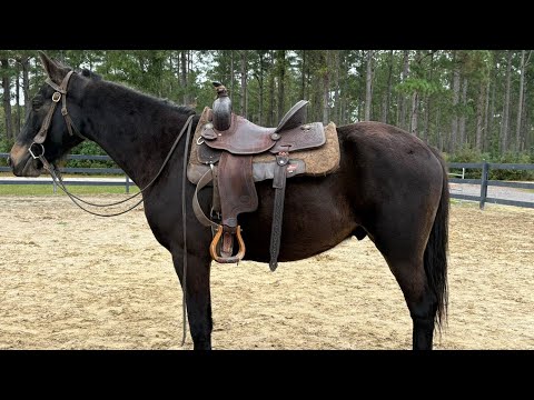 Black gelding riding