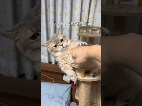 집사가 가소롭다는 <strong>고양이</strong>