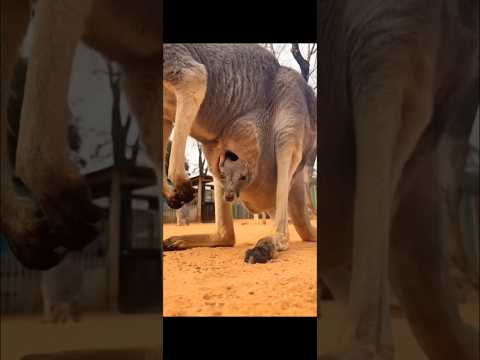 FUNNY AND CUTE🤣kangaroo🤣#animals #mreita