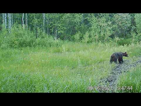 Медведь в Койгородском