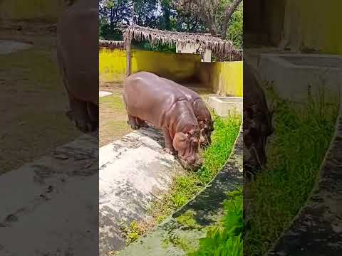 #impossible🥂#HIPPO#HIPPOPOTAMUS#AMPHIBIOUS#LARGE#MOUTH#TEETH#NITIGURRAM#WATER#HORSE#