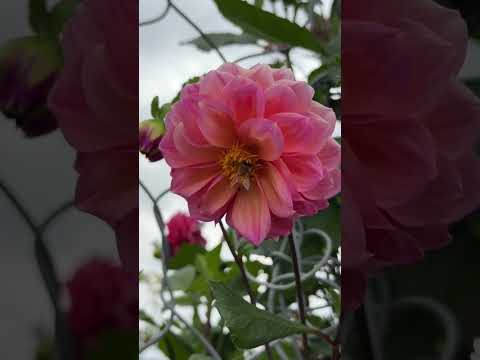 HUMAN EYES ARE LIMITED 😲#humaneyes