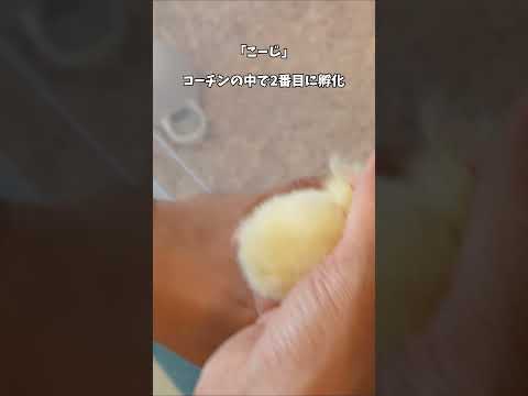 週末養鶏家!?孵化して1日の6羽のヒヨコのお引っ越しをしました! #にわとり #孵化 #ヒヨコ