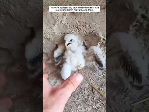 Kind man rescues baby eagle attacked by dog.#love #kindness #animals #birds #cutepet #wildlife