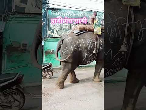 हाथी मेरा साथी #dj #love #music #trending #funny #song #baffalo #rajasthani ,#shorts #youtube #reels