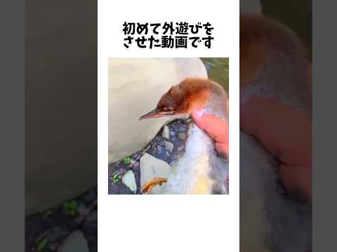 猫の動画サムネイル - 最初で最後の外遊びになってしまいました。