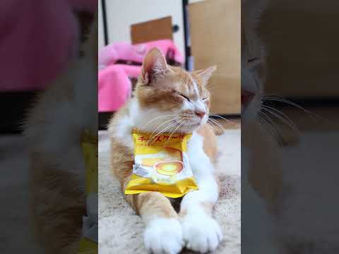 猫の動画サムネイル - ご褒美喫茶　チーズケーキ　250514　#のせ猫 #ねこ #cat #cute #ネコ #猫のいる暮らし #ねこ #kitty #cutecat