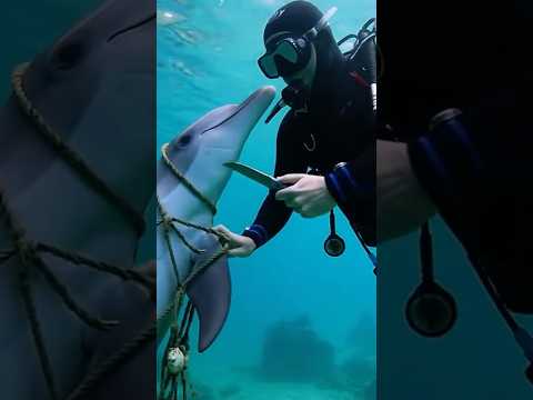 Incredible Moment Diver Saves Trapped Dolphin ❤️