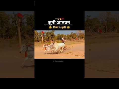 दिलेर & बुची ( जुनी आठवण) ठाणा मैदान..!! #bailgada #bullfarm #bailgadapremi #cow #bakasur  #love