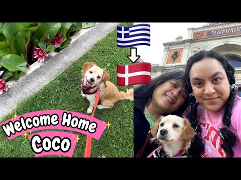 We Adopted A Puppy From Greece! VLOG