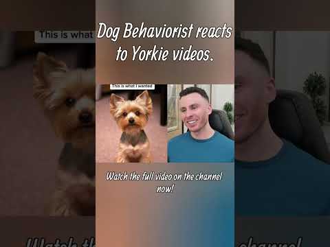 Dog trainer reacts to Yorkshire Terrier videos part 1 #yorkshireterrier #dogs #dogtraining