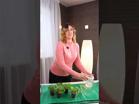 Никаких больше мошек в грунте, а рассада крепкая и здоровая! Как избавиться от вредителей