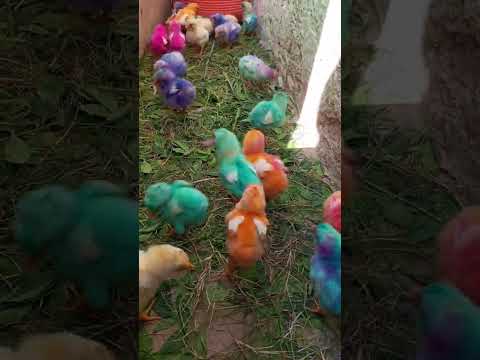 The cuteness overload OMG! Colorful Chicks | Murgi k birds ki awaz | chicken free sounds #shorts