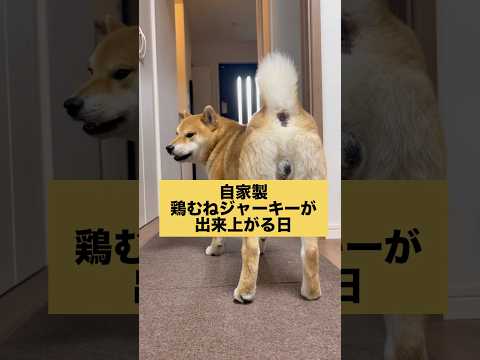 柴犬とん君の大好物！自家製鶏むねジャーキー完成！　#柴犬　#柴犬とん サムネイル
