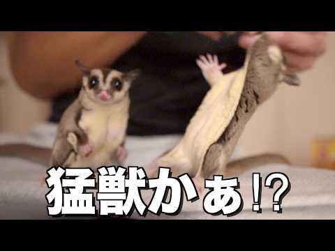 猫じゃらしで闘牛化⁉︎する猛獣フクロモモンガ！