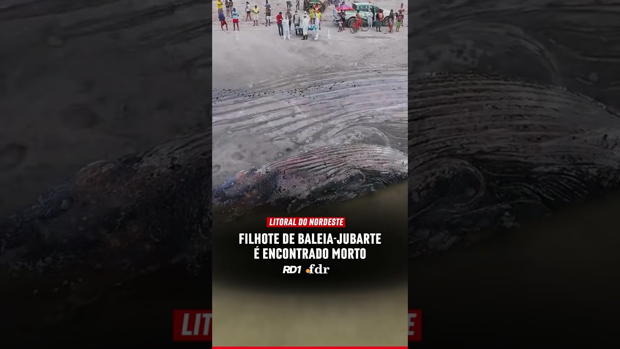 FILHOTE DE BALEIA JUBARTE É ENCONTRADO MORTO