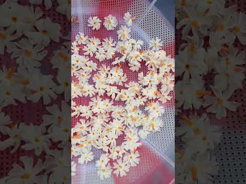 Parijat flower uses 🌼🤍|| #garden #terrace #trending #shorts #fyp