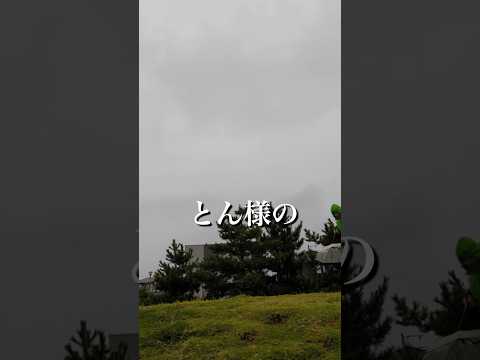 柴犬とんと共に過ごす癒しの瞬間とYouTube挑戦の舞台 サムネイル