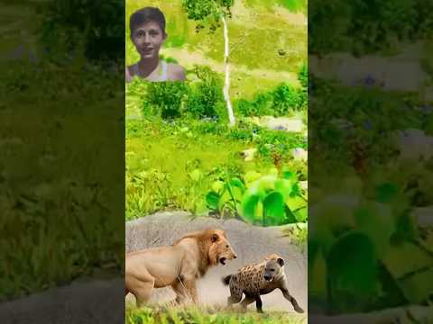 Strong Hyena And Brave Lions Brave Shorts #wildlifeentertainment