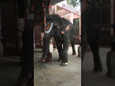 Raghavendra matam #elephant #shortsviral #videoshort