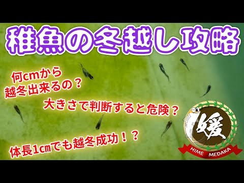 メダカの稚魚は冬越し出来るの?稚魚・針子の越冬対策【媛めだか】