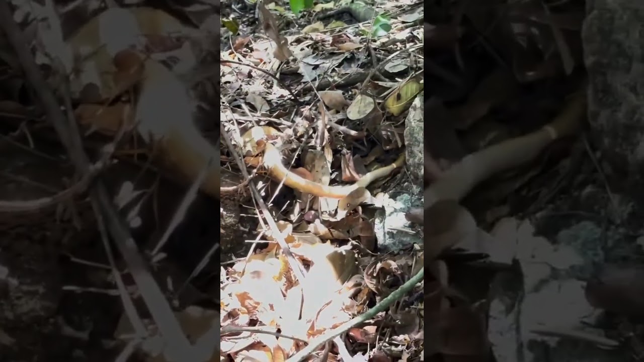 UFC de cobras? Guia de turismo flagra embate cobra caninana e cobra cipó em Bonito (MS)