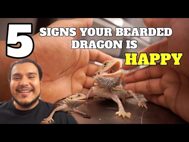 How to Tell If Your Bearded Dragon is Happy