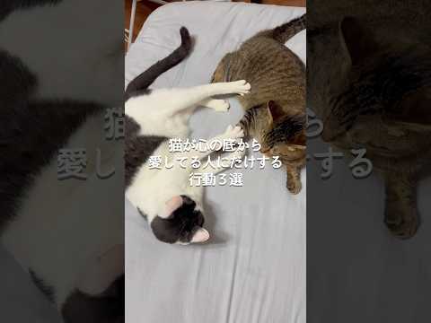 猫の動画サムネイル - 猫が心の底から愛してる人にだけする行動3選 #猫 #ねこ #猫動画 #猫のいる暮らし #猫のいる生活 #保護猫 #猫好きさんと繋がりたい #猫好き #猫との暮らし VOICEVOX:ずんだもん