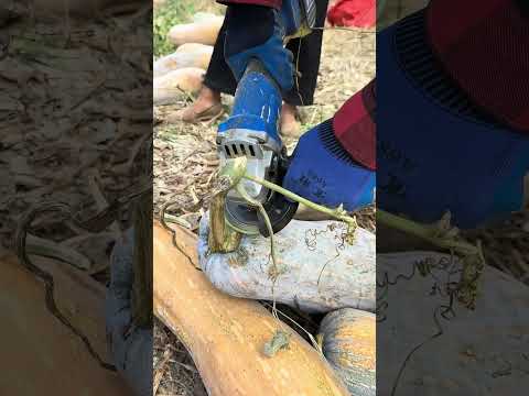Watch Farmers Cut Pumpkin Stems — Long Stems Don’t Help Long-Term Storage