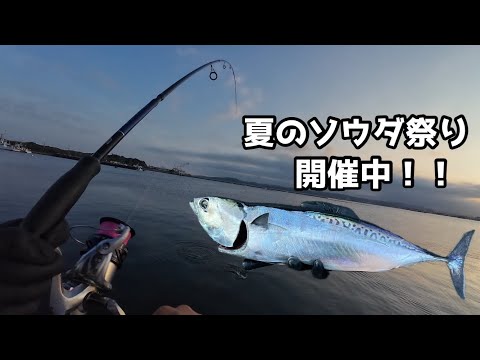 夏のソウダ祭り開催中！！