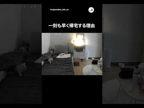 犬の動画サムネイル - おかえりって言われたい🥹♡｜PECO