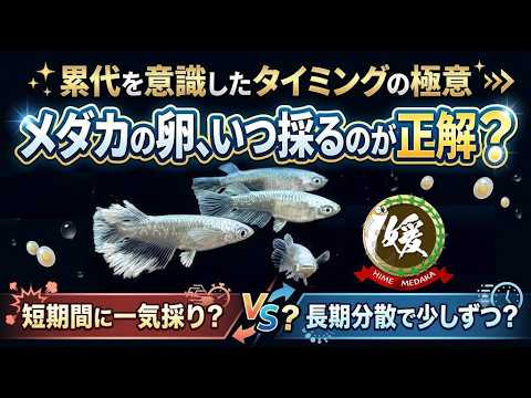 【メダカの増やし方】採卵は短期vs長期どちらが良い？キャパ管理と雌雄が揃う驚きのメリット