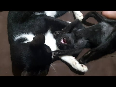 A kitten turned our home into her own jungle playground| Watch her adorable zoomies 