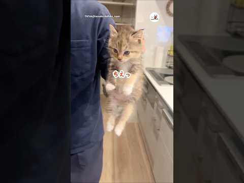 子猫のやんちゃエピソードと癒しの瞬間 サムネイル