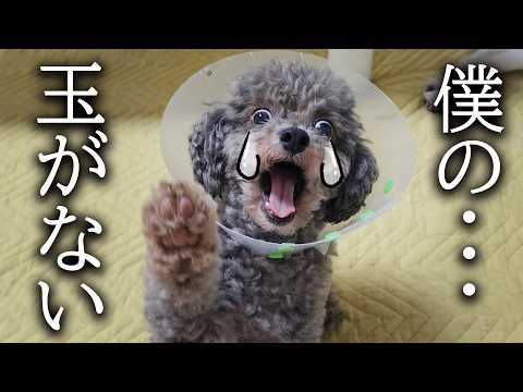手術後にタマタマが無いと思いハスキー犬と猫の反応に泣けました...