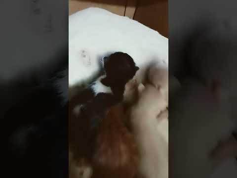 beautiful Mamma cat feeding just born kittens. #cat#kitten #viralvideo #feeding #pets #petlover
