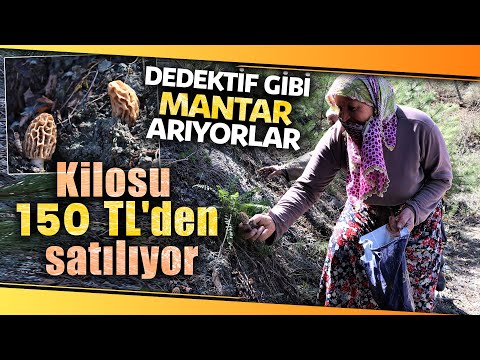 Kilosu 150 TL’de Satılan Kuzugöbeği Mantarının Sezonu Başladı