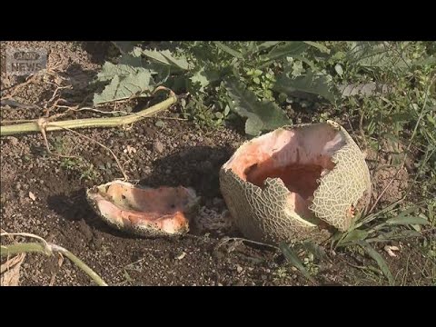 北海道厚沢部町でクマがメロンを荒らす被害発生（2025年9月22日） サムネイル