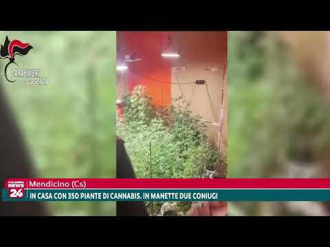 Mendicino (Cs): Trovati in casa con 350 piante di cannabis. In manette due coniugi