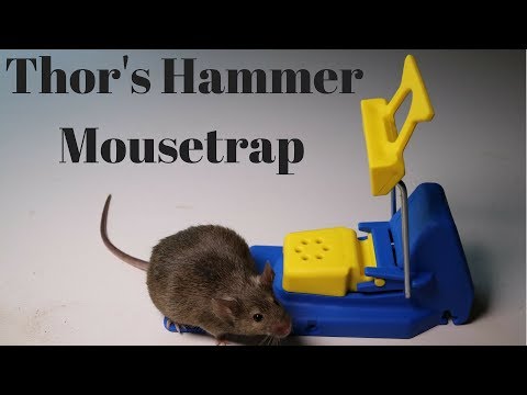 Thor's Hammer Mousetrap From Sweden. The Mjölner Mouse Trap. - UCYbru-MPO1xjes4FVn61JUQ