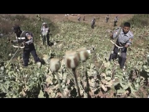 Miến Điện tiêu hủy cánh đồng thuốc phiện