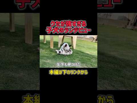 初日で伝説作ったフレブルの子犬#フレブル子犬  #ドッグランデビュー  #フレンチブルドッグ多頭飼い  #ビビり犬あるある  #フレブル姉妹  #犬の反応が面白い  #犬の社会化  #犬のリアクション
