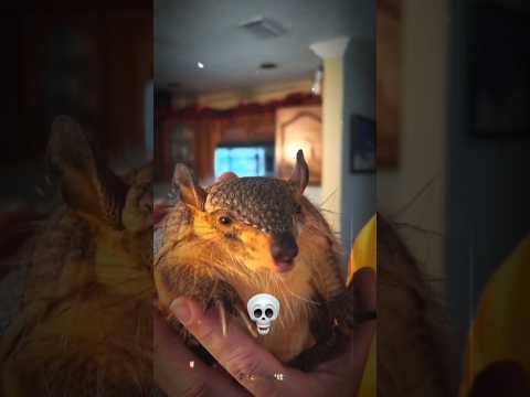 creepiest sound of animals 🤯 #animals #edit #shorts