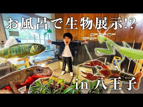 お風呂だった場所で80種類の生物を展示する施設を紹介します