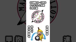 交流戦阪神VSロッテ先発ローテ考察　#shorts #short #阪神タイガース #阪神#プロ野球 #hanshintigers#野球#千
