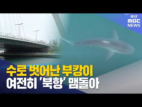 수로 벗어난 부캉이.. 여전히 '북항' 맴돌아 (2026-10-24,토/뉴스데스크/부산MBC)