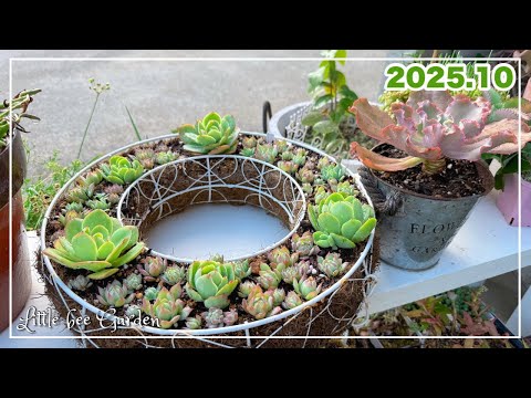 【#525】ドーナツ型のハンギングに寄せ植え【ガーデニング】