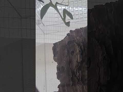 Greeny #gottesanbeterin #mantis #insekten #insects #tiere #animals #funny #memes #music #scary