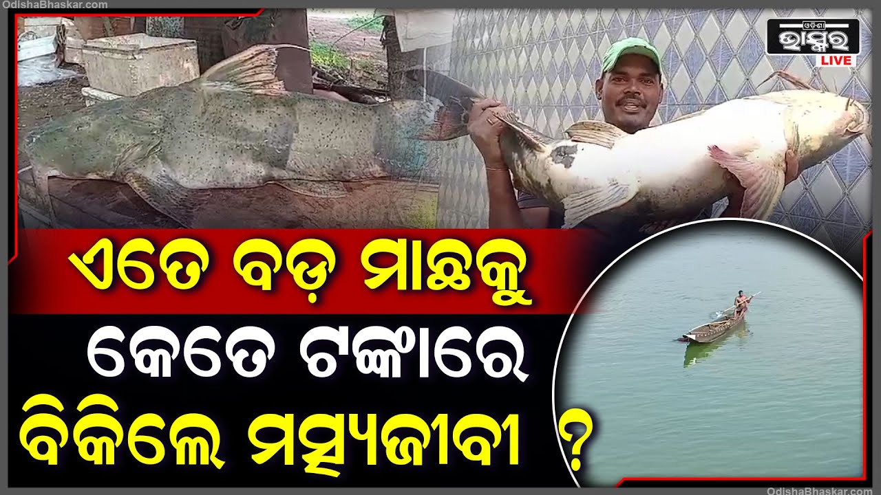 ଜାଲ ରେ ପଡିଛି ୨୨ କେଜି ଓଜନ ବିରଳ ମାଛ, ଏତିକି ଟଙ୍କାରେ ବିକ୍ରି ହେଉଛି ଏହି ମାଛ...